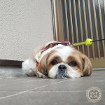 いまだムシムシ