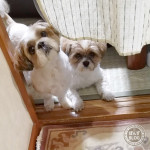 夏ばて、してないよ！