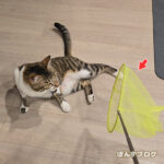 はっさくの新しいおもちゃ