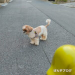 マイペースシニア親子。