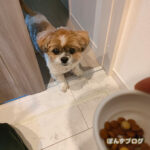 ぽんずままに、ないしょのおやつ