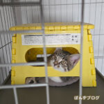 留守番も快適だにゃ～