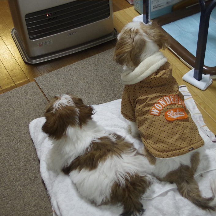 もふもふ親子、仲良くヒーター前。