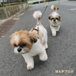 もふもふ隊、ストライキ。