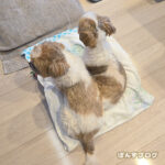 『まま、きゅうにどうしたかぼ？』