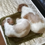 雨の日仲良し。