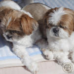 ウトウトするけど・・・