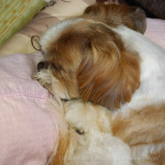 頭くっつけてます