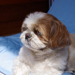 なかよしぼっこ