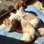 仲良しぼっこよう日