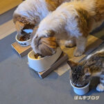 仲良しご飯チャレンジ、やや成功！？