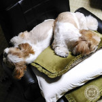 もふもふの絆？