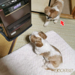 仲良しもふもふ親子