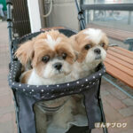 もふもふパワーをお届け