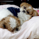 もふもふ枕、気持ちいいね。