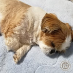 仲良く、初夢？