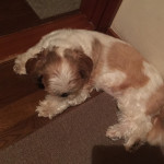 おなかが、気持ちいい？