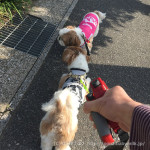 説得される、ぽんず。