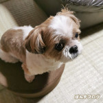 オリンピック、ぽんかぼの好きな競技は・・・？