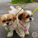 何度でも行くかぼ！