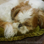 もふもふ親子、いい寝顔。