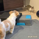 保護猫観察記２４日目：かぼすと追いかけっこ