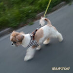 散歩のタイミング、難!