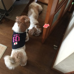 聞く耳もたない、ぽんず。