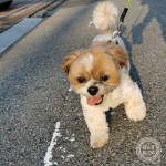 暑さに弱い、かぼす。