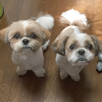 夏にぴったりの犬服２種登場です♪