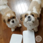 散歩行くより、おねだりダンス？