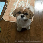 控えめに待つ、かぼす。