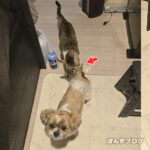 猫も『くんくん』するにゃ!