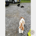 謎の猫ファミリー。