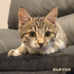 にゃんこの黒目