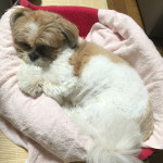 ぽんずから、寄り添って。