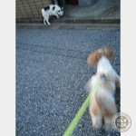 猫さん好き？きらい？