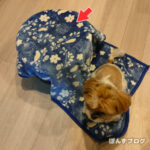 親子のなわばり？