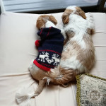 いつの間にか、添い寝。