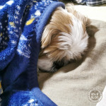 たっぷり寝正月