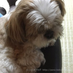 遊びたがる、かぼす