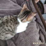 犬と猫の違い：飼い主のそばでの寝方