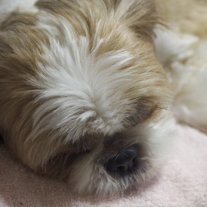 すべすべ寝てよう日