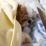 ぐっすり曜日。