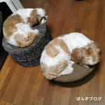 いつでもシンクロ親子。