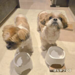 ご飯の容器がおそろいになったよ