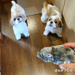 ねずみ対ぽんかぼ