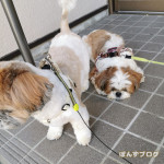 日常的ぽんかぼ