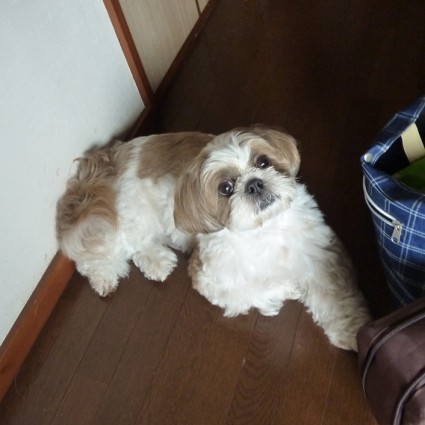 ぽんず交配記（２）：今日は２回目