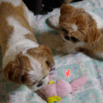 逃げ込む、ぽんず。